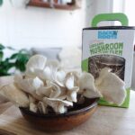 Back to the Roots Organic Mini Mushroom Grow Kit - Image 2